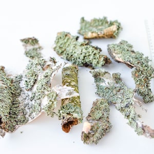 Bark with a gray lichen, a filler for the terrarium, home decor, dry material