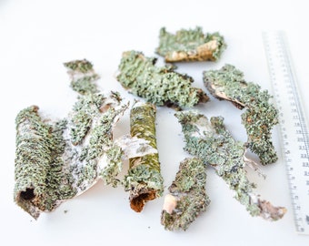 Bark with a gray lichen, a filler for the terrarium, home decor, dry material