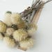 see more listings in the Herbs dried flowers section