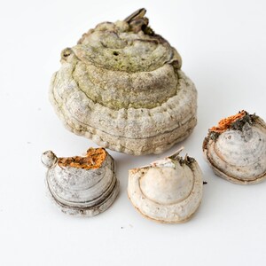 May include: Four pieces of dried, light brown and white mushrooms with a rough, textured surface. The mushrooms are arranged on a white background.