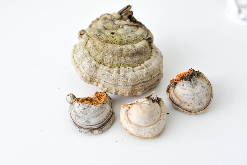 May include: Four pieces of dried, light brown and white mushrooms with a rough, textured surface. The mushrooms are arranged on a white background.