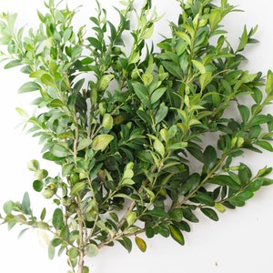 Dried Boxwood Branches: Natural Home Decor, Wreath Component