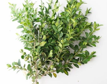 Dried Boxwood Branches: Natural Home Decor, Wreath Component