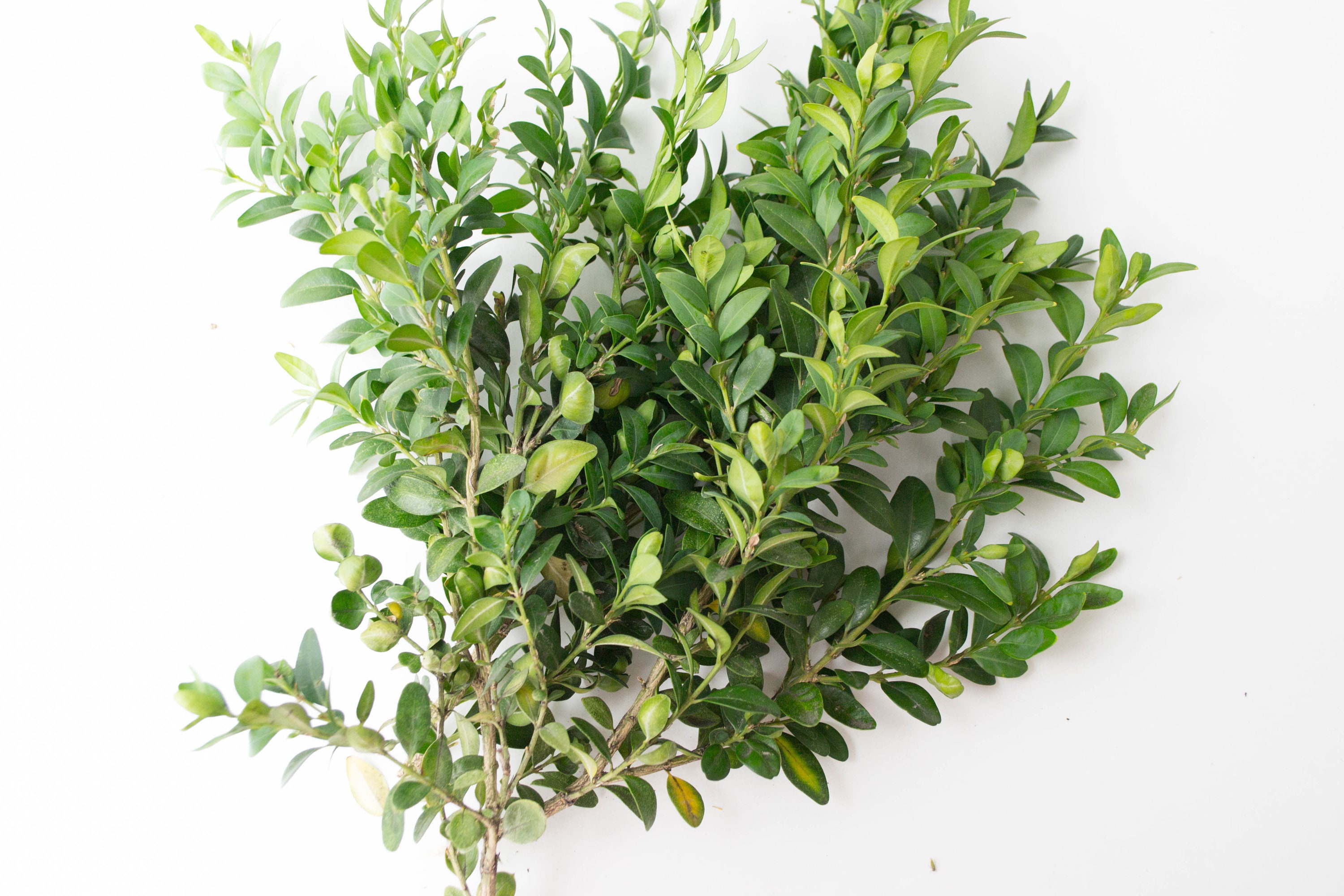 Boxwood Dried Boxwood Branches the Natural Branches Home Etsy