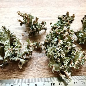 Forest gray lichen / Natural material / Home decor / For resin decoration / Floriana