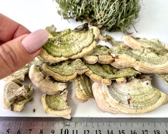 Natural Dried Polypore Mushrooms | Forest Decor | Eco Interior | Handpicked in Ukraine | Unique Natural Art