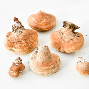 May include: Six brown and white mushroom-shaped objects with a rough texture. The mushrooms are arranged on a white surface.