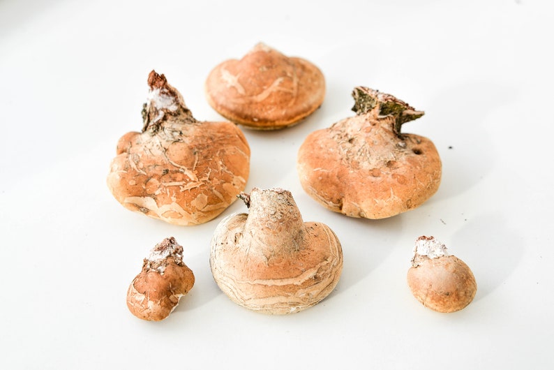 May include: Six brown and white mushroom-shaped objects with a rough texture. The mushrooms are arranged on a white surface.