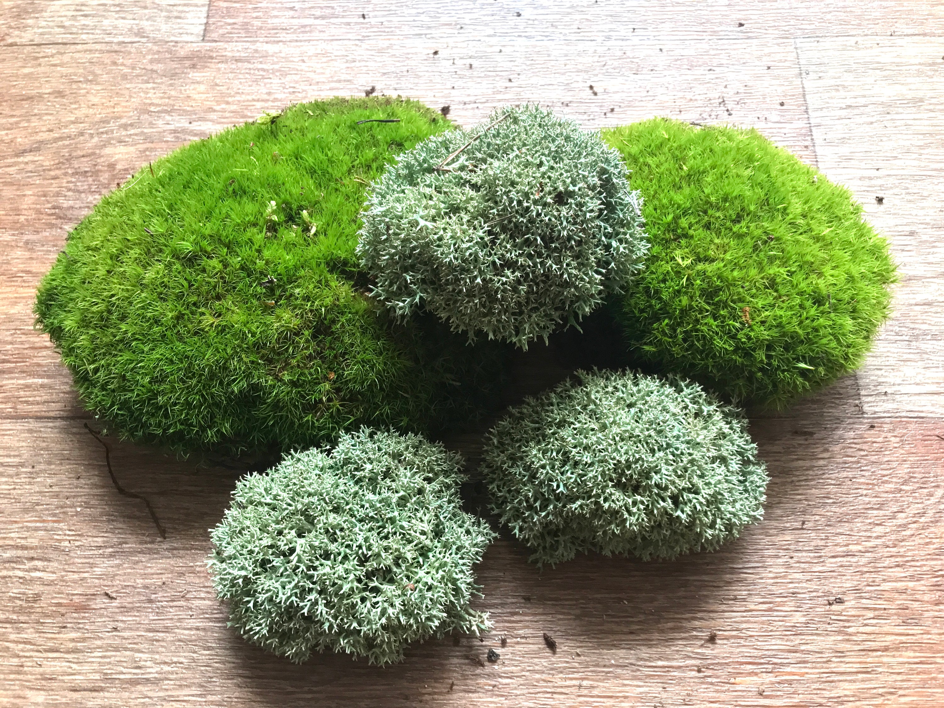 Live Moss Lichen Assortment Mix for Terrarium Kit Bonsai Fairy Garden Crafts