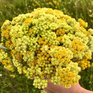 50+ Frisch gepflückte Blumen / Floristik, Strohblumenfeld, Trockenblumen, homedecor