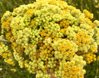 50+ Freshly picked flowers / Floristry,Immortelle Field, dried flowers, home decor