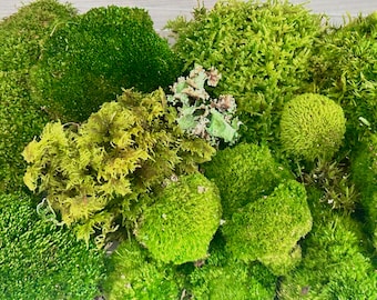 Mezcla de musgo vivo para terrario, vivario, jardín de hadas y decoración de bosque.