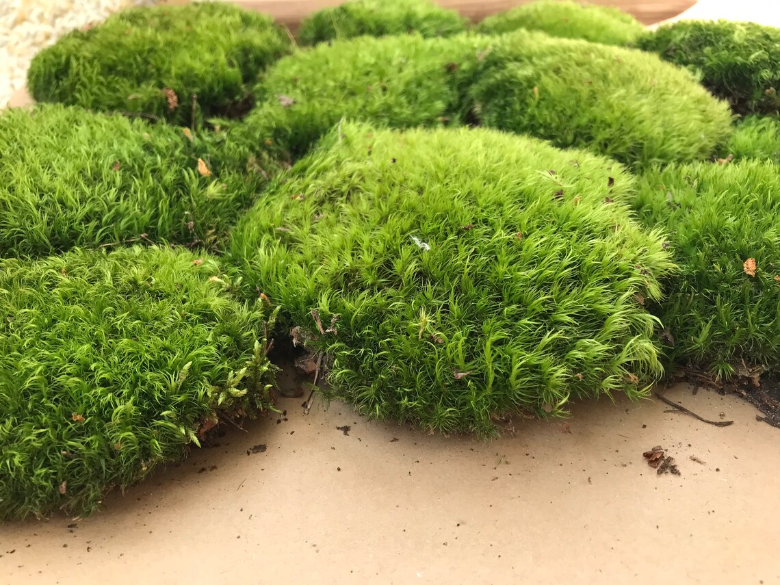 Green pillow moss bun moss terrarium moss fairy garden Etsy