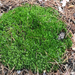 Live moss for terrariums / Real moss for bonsai / Terrarium moss • Natural green moss...
