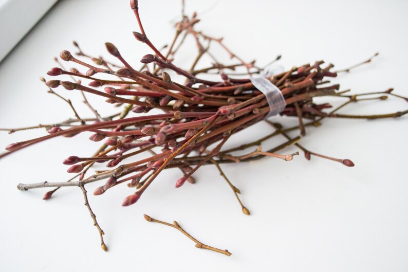 May include: A bundle of reddish-brown twigs with small buds, tied together with a clear band. Some loose twigs are scattered around the bundle on a white surface. The twigs have a natural, organic appearance.