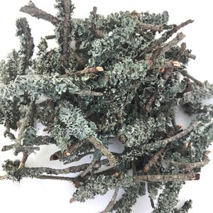 Rami di lichene blu: riempitivo naturale per terrari, decorazione per la casa