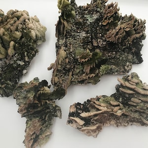 Dry mushrooms, wall decor, snags, moss, terrarium, antique frame, rustic decor, natural decoration