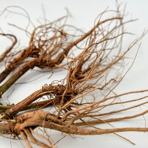 May include: A collection of brown, dried, and twisted roots. The roots are arranged in a cluster on a white background.