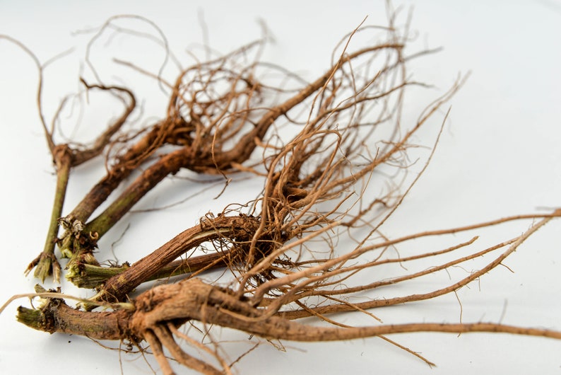 May include: A collection of brown, dried, and twisted roots. The roots are arranged in a cluster on a white background.