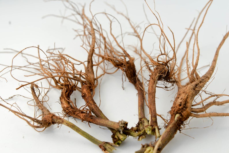 May include: A group of six brown, dried, and twisted roots with a white background.