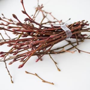 May include: A bundle of reddish-brown twigs with small buds, tied together with a clear band. Some loose twigs are scattered around the bundle on a white surface. The twigs have a natural, organic appearance.