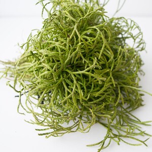 May include: A bunch of green seagrass, a type of seaweed, with long, thin strands.