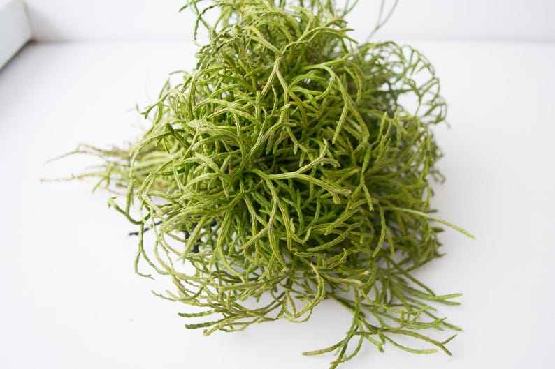 May include: A bunch of green seagrass, a type of seaweed, with long, thin strands.