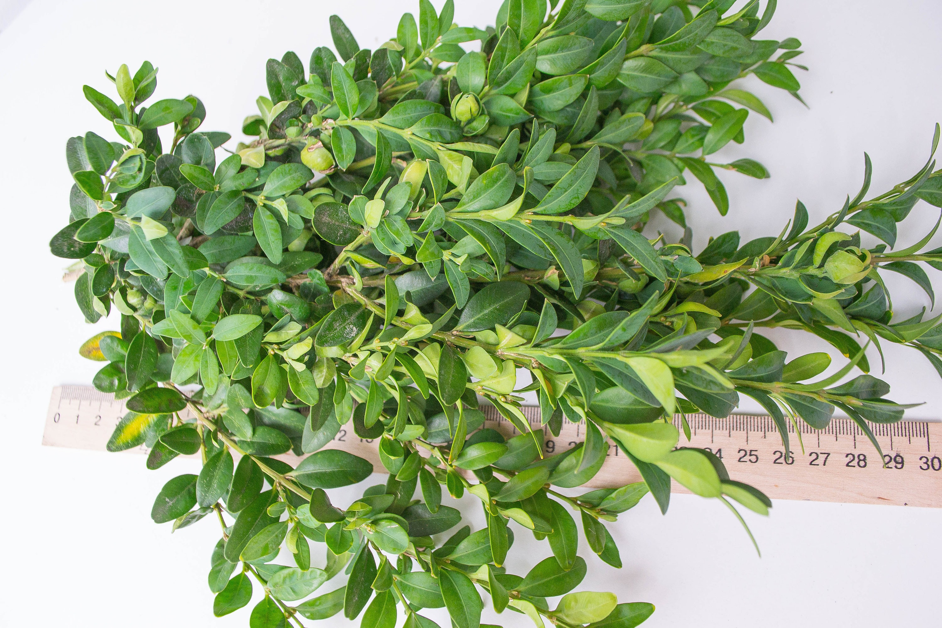 Boxwood Dried Boxwood Branches the Natural Branches Home Etsy