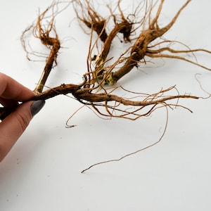 May include: A close-up of a bundle of dried, brown roots with a hand holding one of the roots.