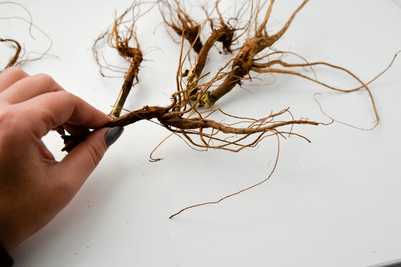 May include: A close-up of a bundle of dried, brown roots with a hand holding one of the roots.