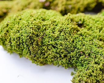 Musgo verde natural para diseño paisajístico.