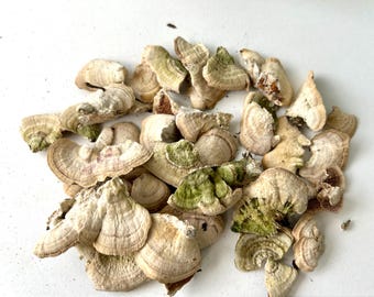 Funghi polipori essiccati naturali / Decorazione forestale / Interni ecologici / Raccolti a mano in Ucraina / Arte naturale unica