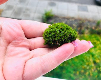 Conjunto de musgo, musgo bonsái, musgo vivo, jardín de hadas, mini jardín, terrario, musgo verde