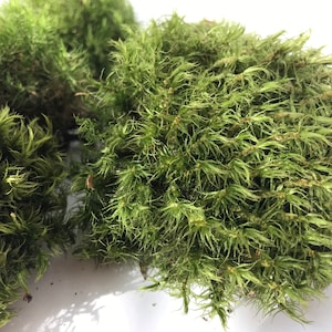 Natural green moss for landscape design.