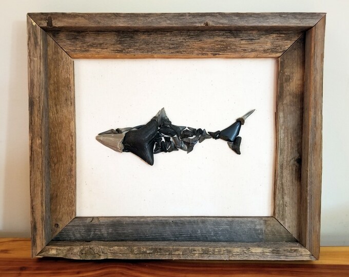 Lot - Framed Fossil Shark Teeth