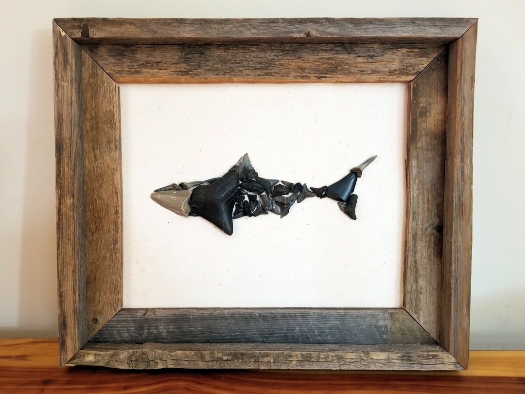 Megalodon Shark Fossilized Shark Teeth Wall Hanging Tooth Frame Fossil