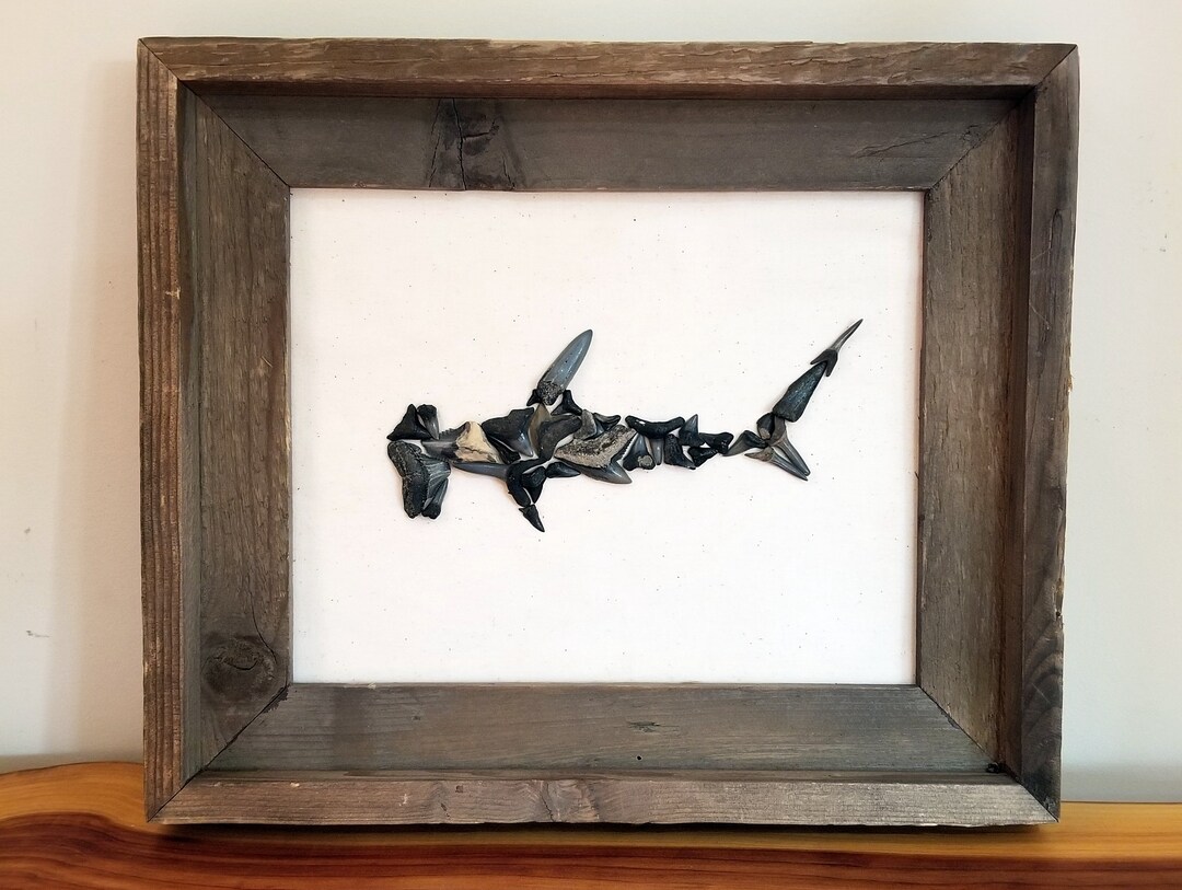 Hammerhead Shark Fossilized Shark Teeth Wall Hanging Tooth Frame