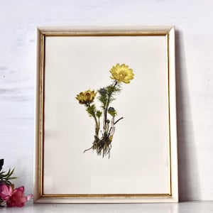 Vintage Botanical Print Wall Decor Vintage Home Decor Flowers Lithography Collection Gift