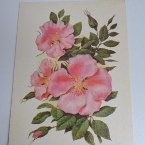 Églantier, roses, fleur rose, carte de fleur, carte postale soviétique vintage, carte d'anniversaire vierge de l'URSS des années 1970