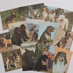 Cartões postais de cães, conjunto de cartões postais dos anos 80, conjunto de cartões postais soviéticos, cães grandes, cães de serviço, pastor alemão, cartões postais da URSS