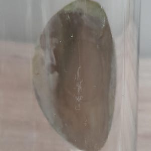 May include: A clear glass with a large, oval-shaped, light brown object inside. The object has a green hue on one side and appears to have a textured surface. The glass is set against a light-colored background.