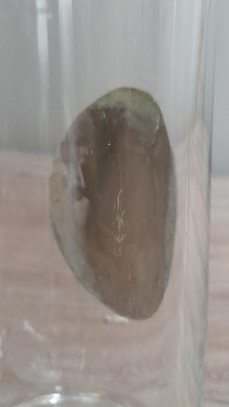 May include: A clear glass with a large, oval-shaped, light brown object inside. The object has a green hue on one side and appears to have a textured surface. The glass is set against a light-colored background.