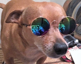 cute dogs with sunglasses
