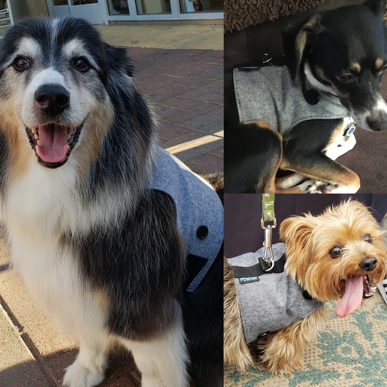 We love seeing pups in their Pawzly outfits — tag us @pawzlyco on Instagram!