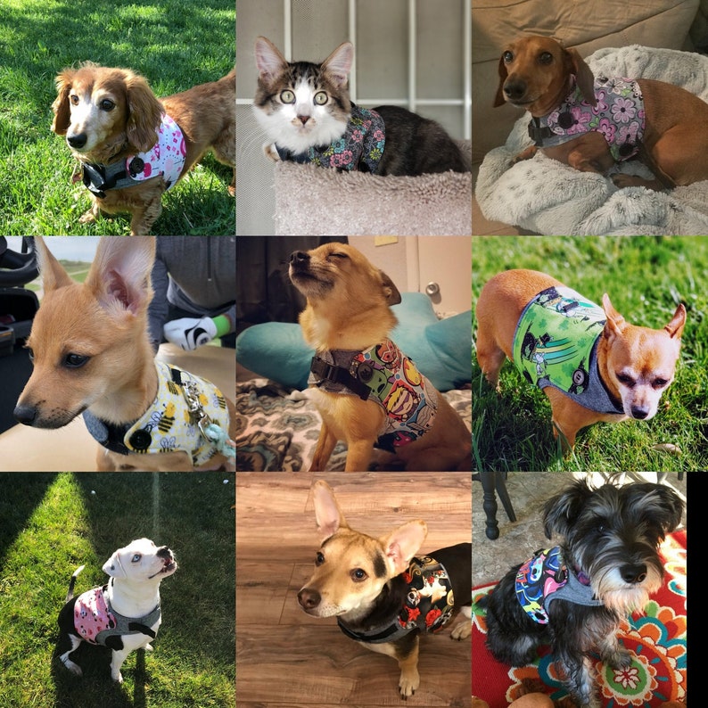 May include: A collection of dogs and a cat wearing colorful, patterned harnesses. The harnesses feature various designs, including floral, geometric, and cartoon characters.