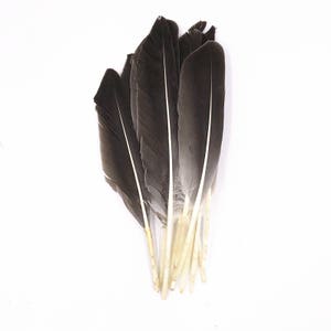 50 pieces of natural big black and white goose feathers 15 cm to