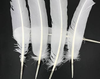 Puede incluir: Cinco plumas blancas con una pluma natural de color blanco hueso. Las plumas están dispuestas en forma de abanico con las puntas apuntando hacia la derecha.