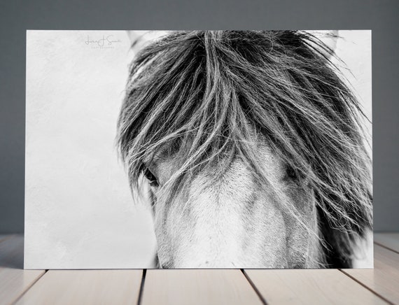 Dreamer Black And White Horse Photography Equine Fine Art Etsy