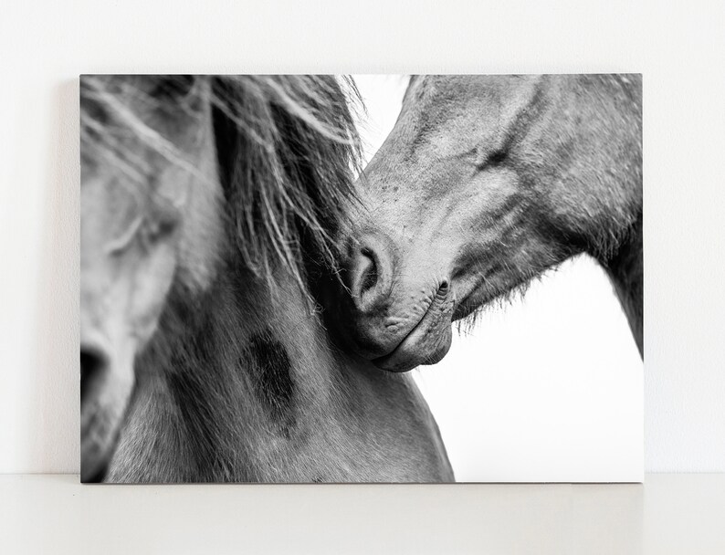 Love Horse Photography Equine Wall Art Home Decor Equine Etsy