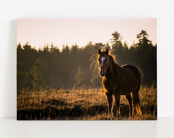 Mason - New Forest Pony Horse Print, Horse Photography, Equine Fine Art Print, Horse Wall Art, Horse Home Decor, Sunrise, Dawn